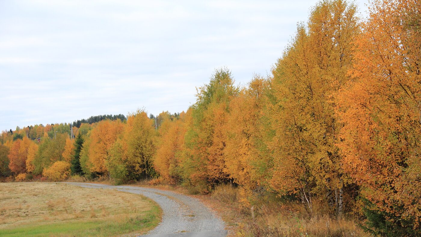 A gravel track curving alongside a dense stand of birch trees in full orange and gold autumn colour, with a mown field on the other side and pale sky above