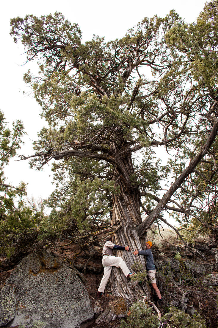 Two people at the base of an enormous ancient juniper with a thick twisted trunk, both leaning in with their arms wrapped around it, standing on dark volcanic rock
