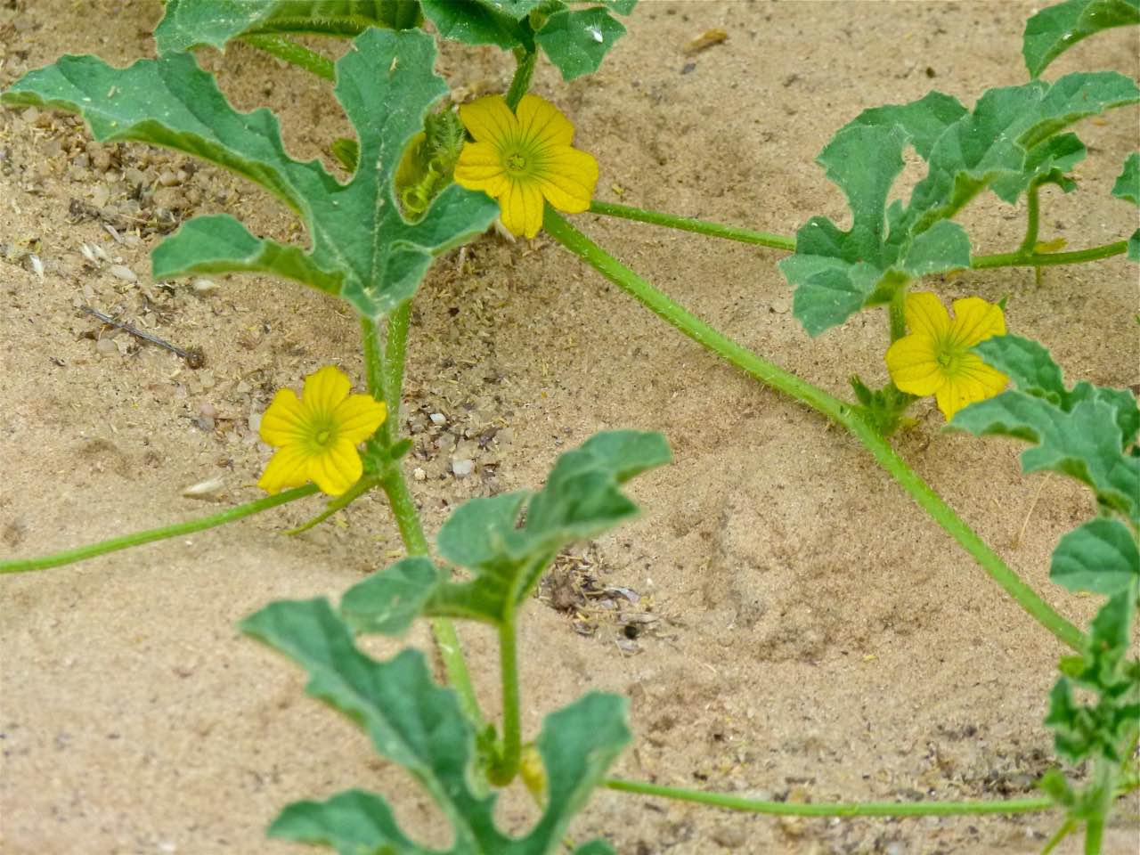Small bright yellow tsamma flowers on a trailing green vine with lobed leaves, spread across pale desert sand