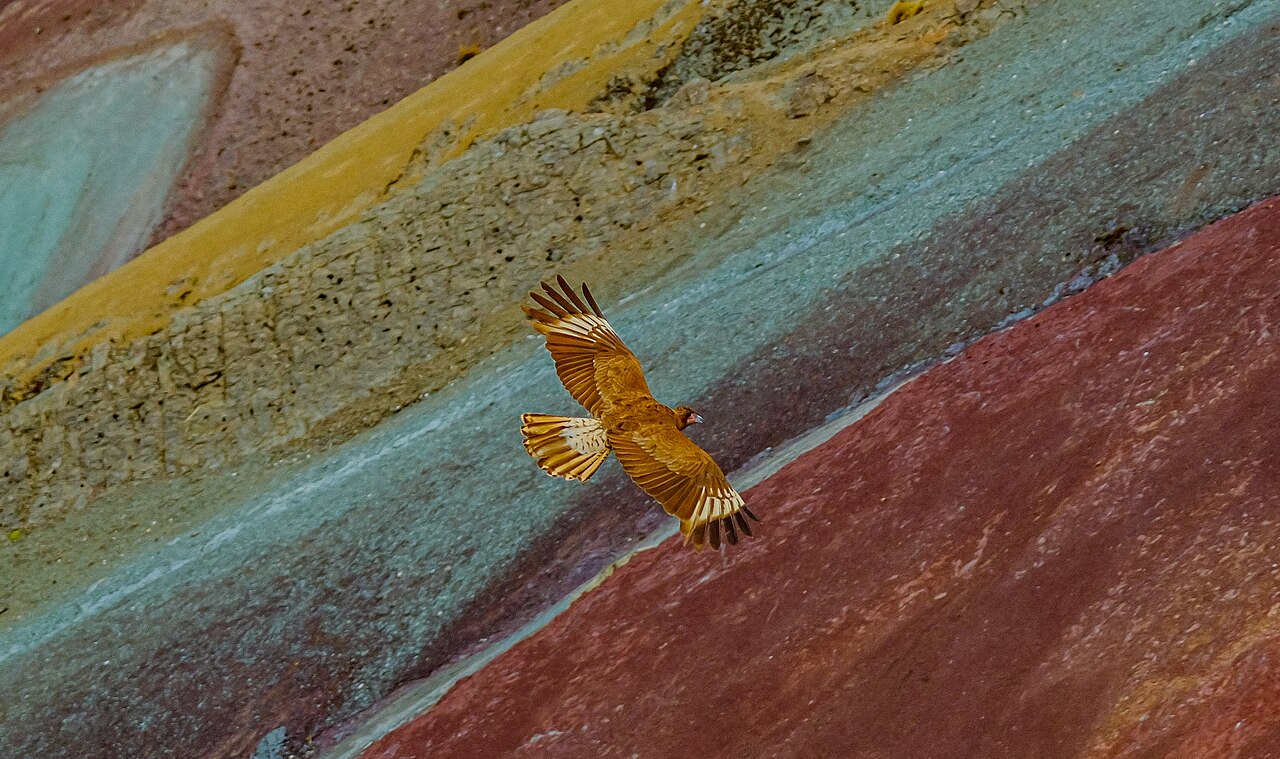 An Andean condor soaring over the mountains near Vinicunca