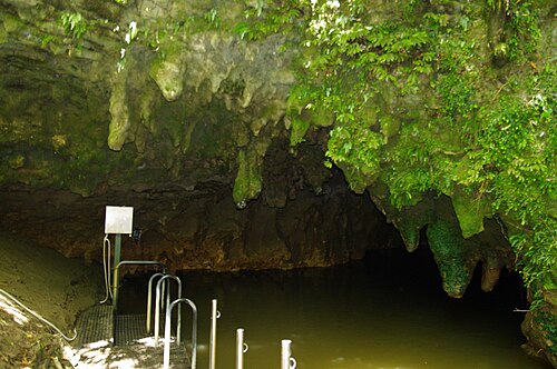 The lush fern-draped mouth of the Waitomo cave with a stream flowing out