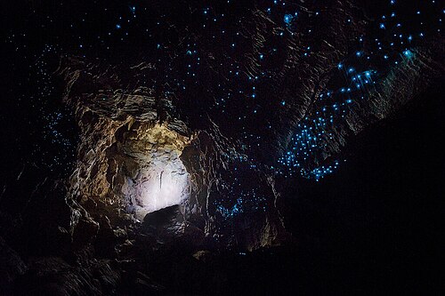 The glowworm-studded ceiling of a Waitomo cavern glittering blue against the dark