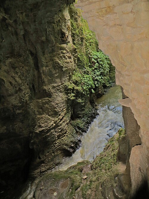 The green Waitomo stream winding through a fern-covered limestone gorge