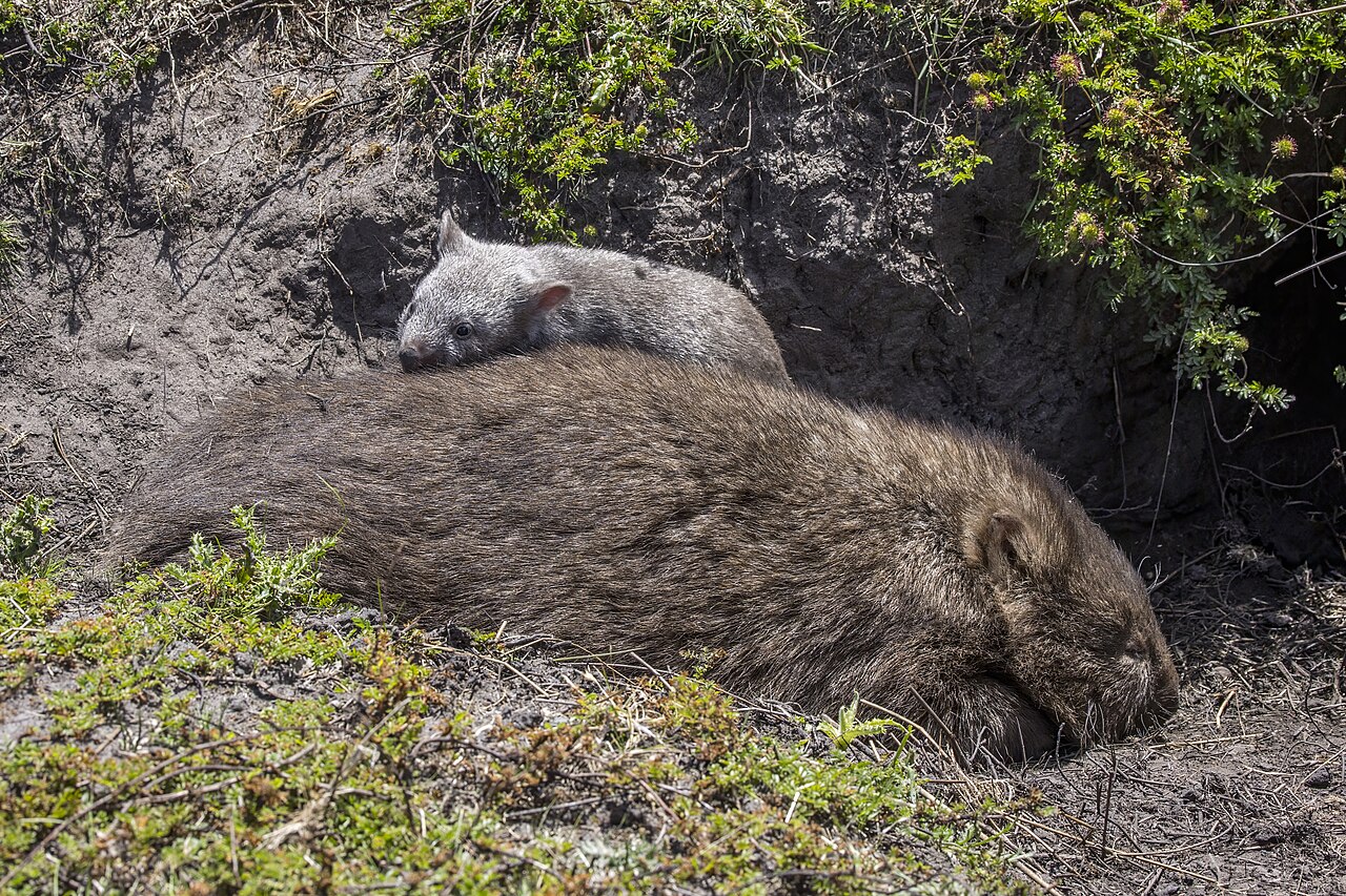 A common wombat mother with a juvenile at Maria Island